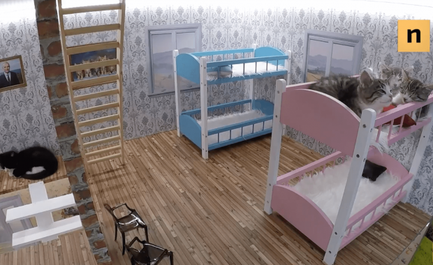 The Kattarshians, el nuevo reality show de Islandia