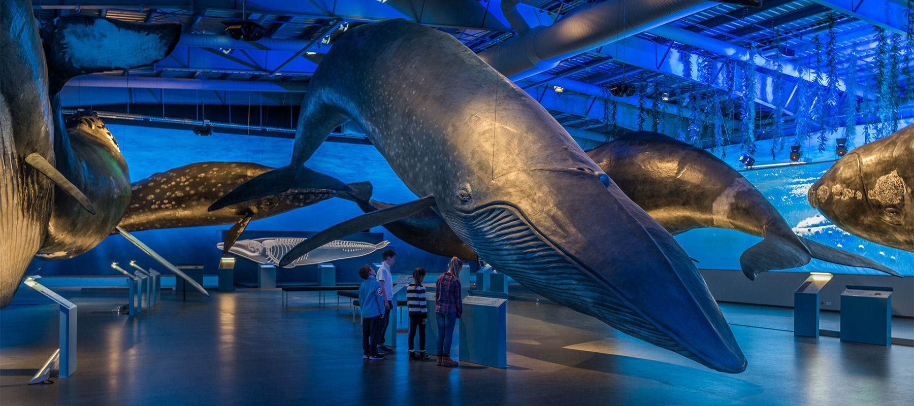 Ballenas de Islandia ISLANDIA360 WhalesofIceland