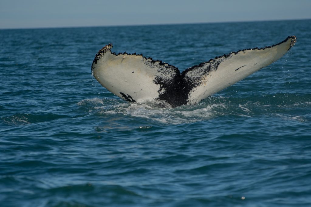 Avistamiento de ballenas en Akureyri
