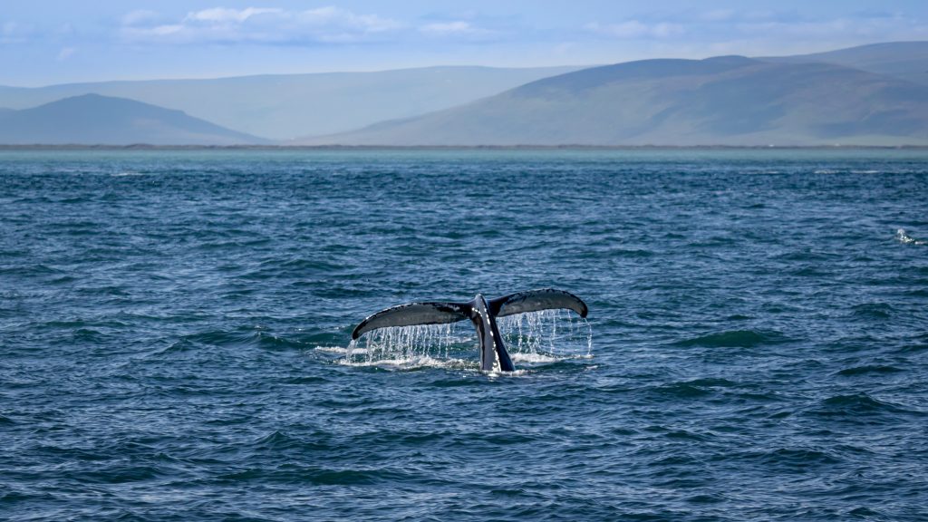 Ballenas en el Norte de Islandia
