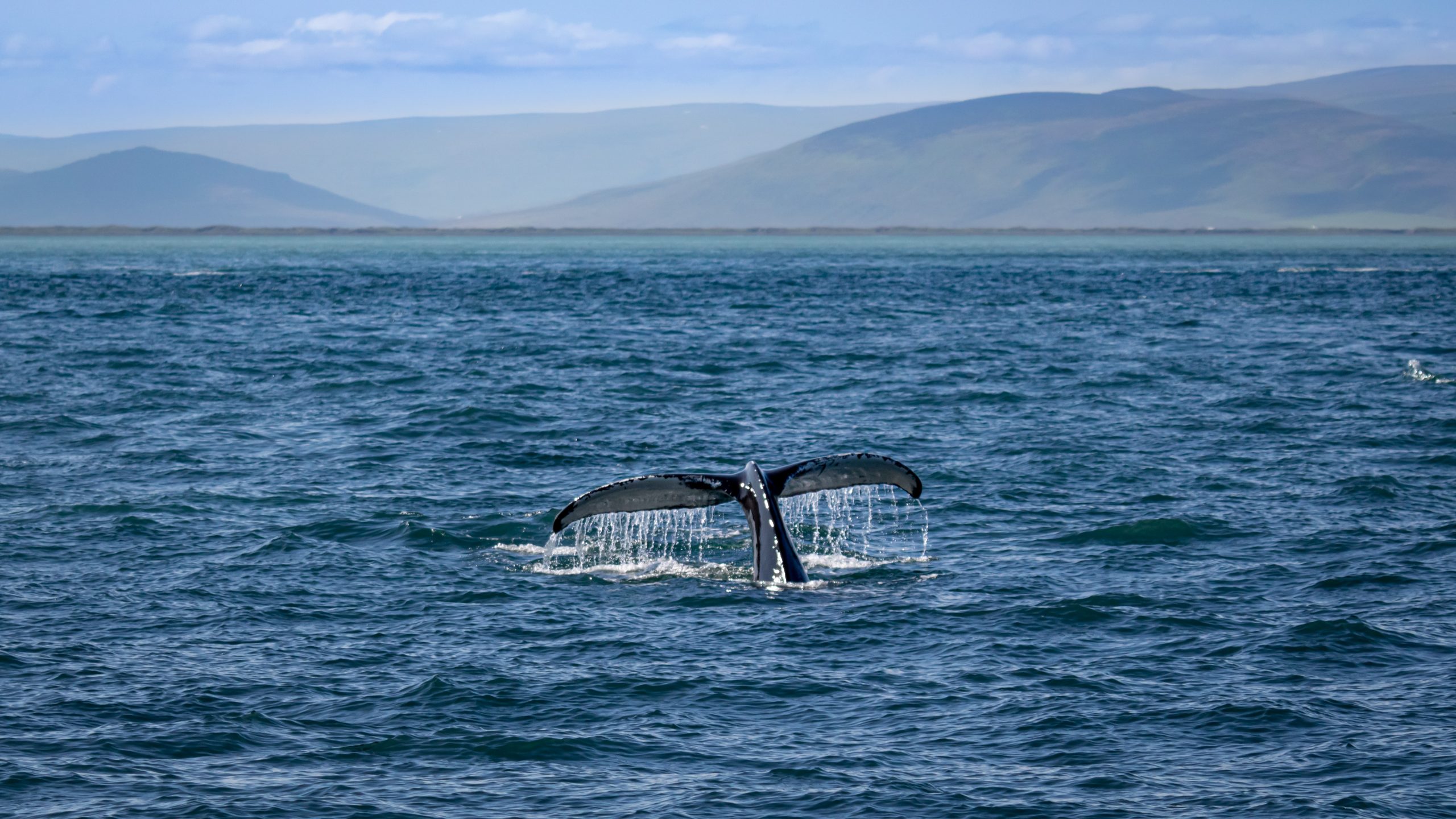 avistamiento de ballenas