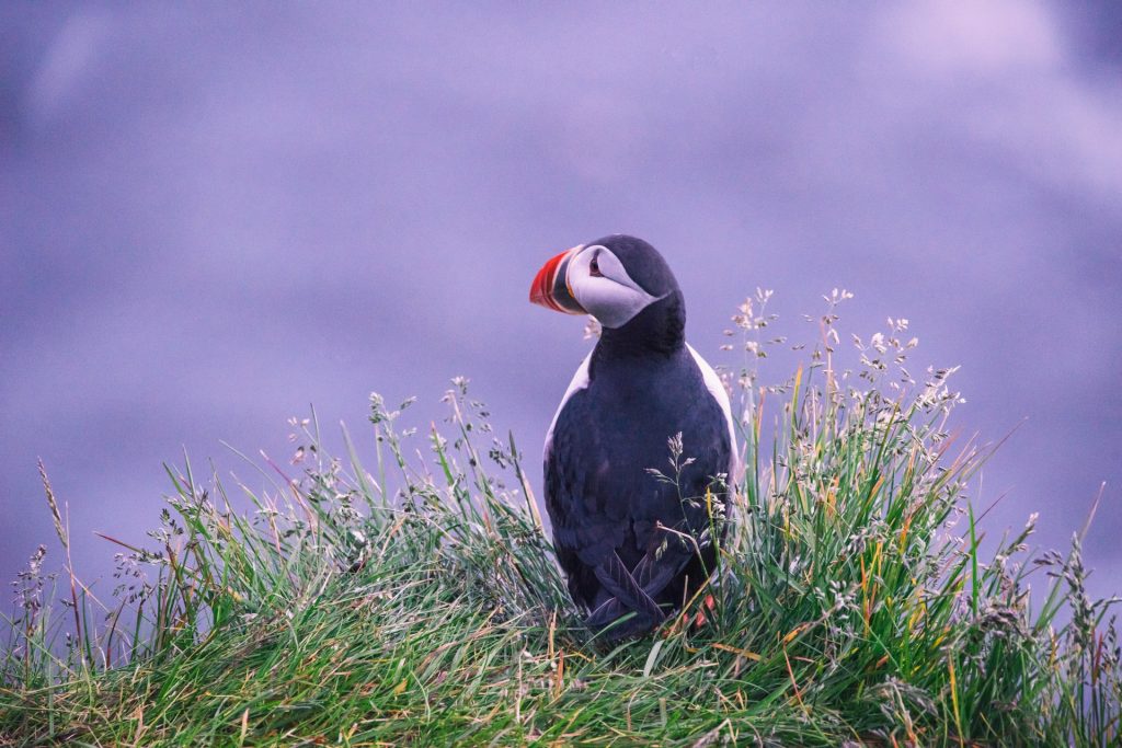 Frailecillos en Islandia en agosto
