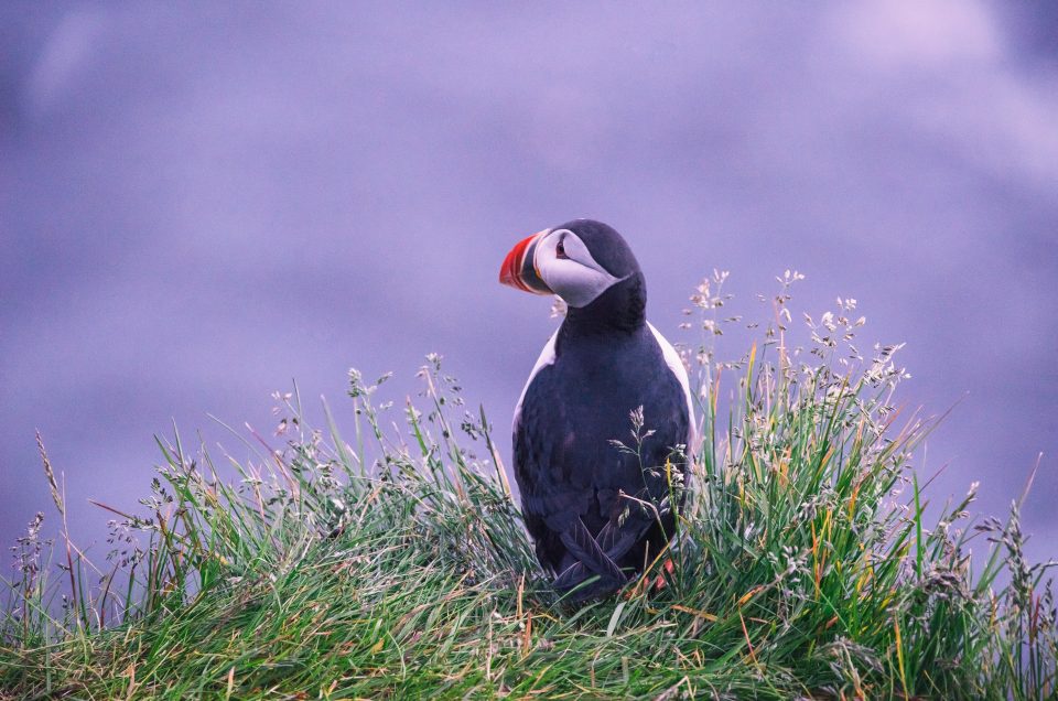 Respetar la fauna islandesa al viajar a Islandia